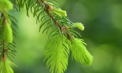 Czym różni się miód spadziowy iglasty od liściastego?